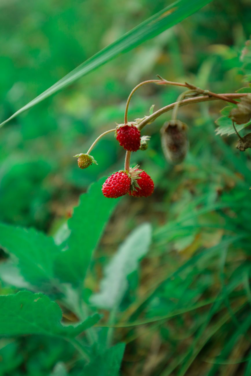 The Strawberry Lesson: Why Pruning&nbsp;Matters